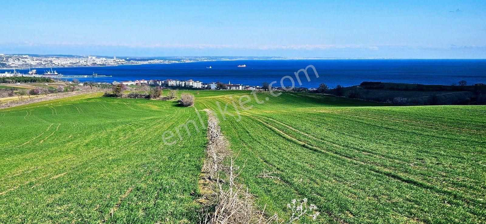 Tekirdağ Barbarosta Full Deniz Manzaralı 75 Adet Villa Projesine Uygun Fırsat Arazi - Görsel 2