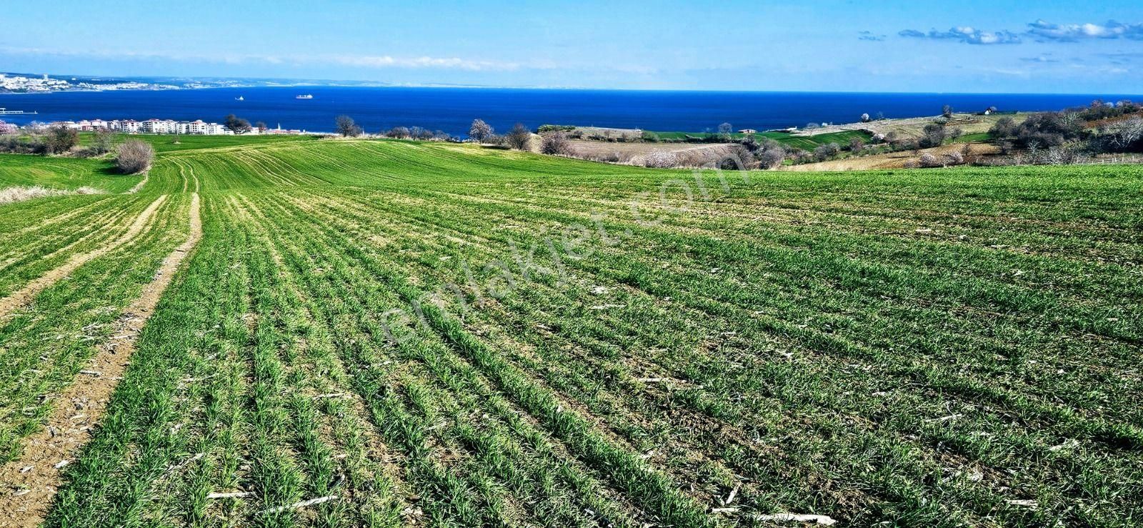 Tekirdağ Barbarosta Full Deniz Manzaralı 75 Adet Villa Projesine Uygun Fırsat Arazi - Görsel 13
