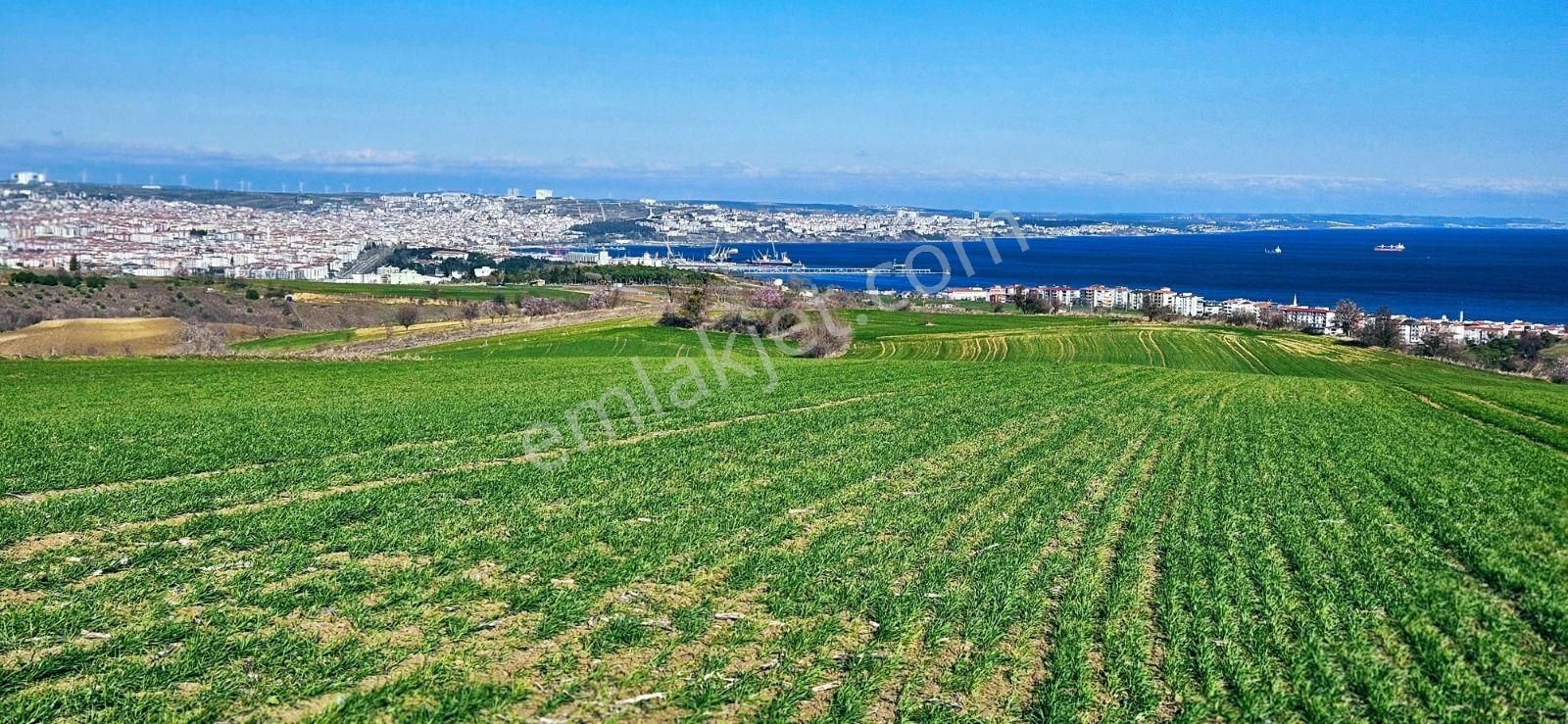 Tekirdağ Barbarosta Full Deniz Manzaralı 75 Adet Villa Projesine Uygun Fırsat Arazi - Görsel 9