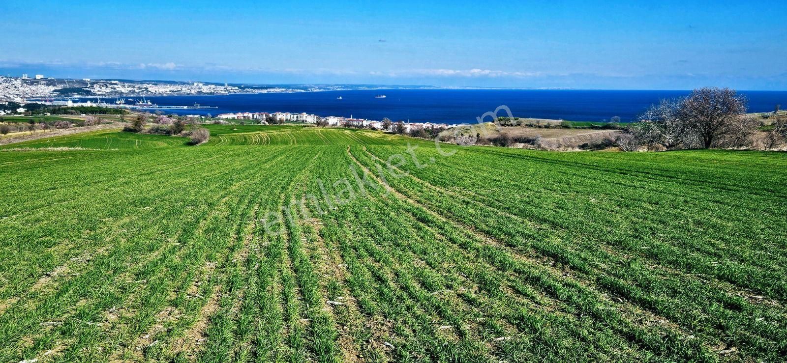 Tekirdağ Barbarosta Full Deniz Manzaralı 75 Adet Villa Projesine Uygun Fırsat Arazi - Görsel 8