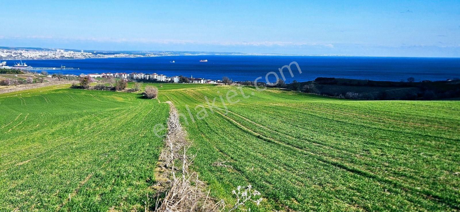 Tekirdağ Barbarosta Full Deniz Manzaralı 75 Adet Villa Projesine Uygun Fırsat Arazi - Görsel 20