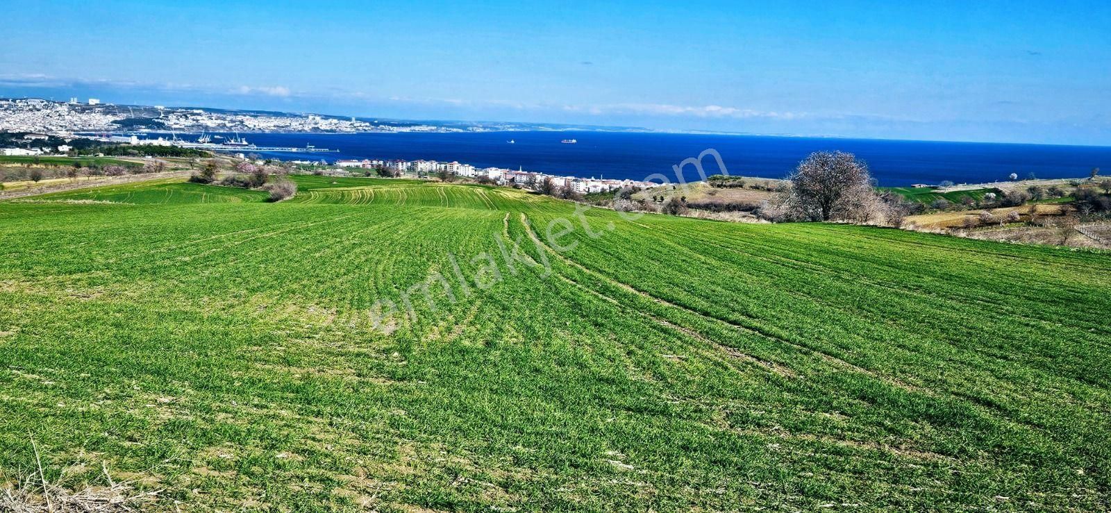 Tekirdağ Barbarosta Full Deniz Manzaralı 75 Adet Villa Projesine Uygun Fırsat Arazi - Görsel 17