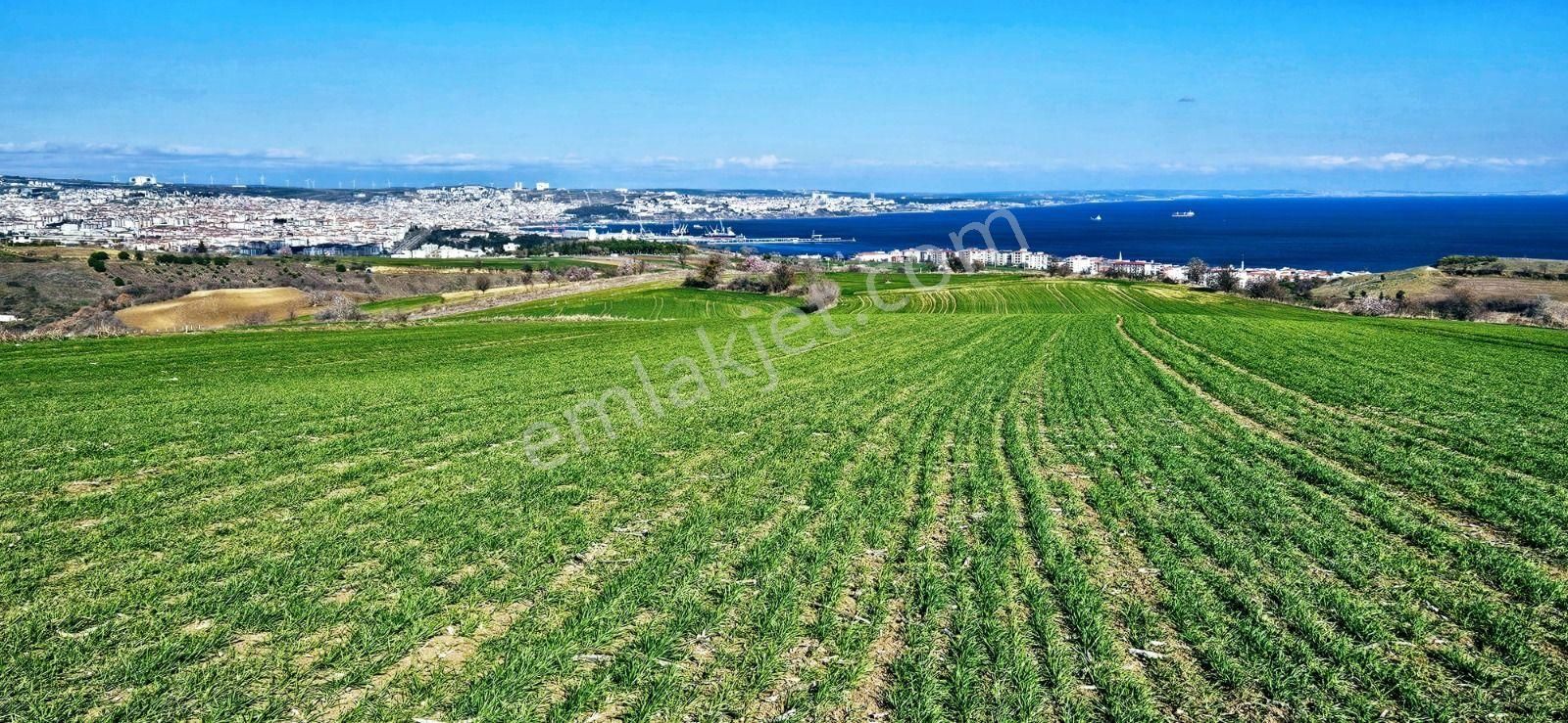 Tekirdağ Barbarosta Full Deniz Manzaralı 75 Adet Villa Projesine Uygun Fırsat Arazi - Görsel 14