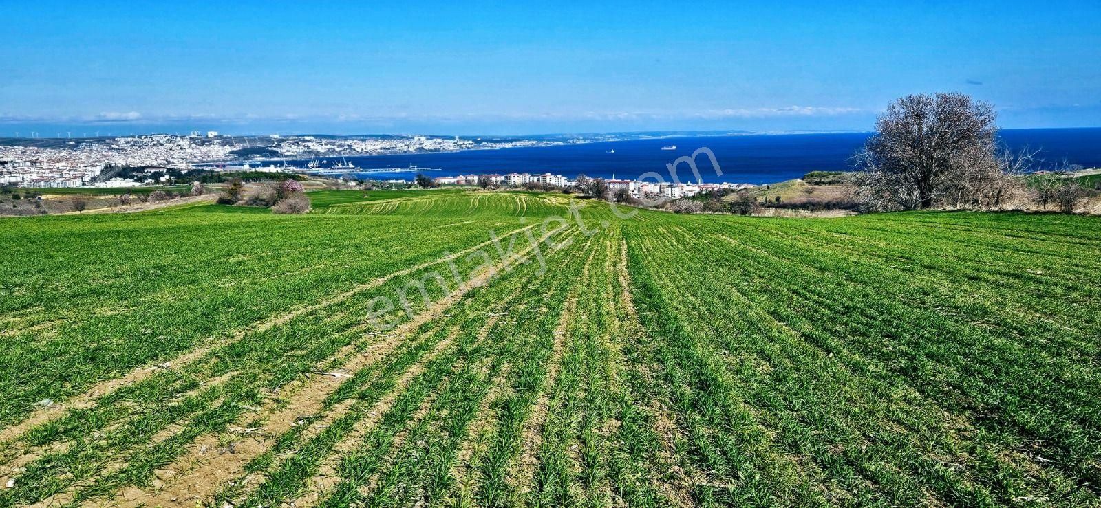 Tekirdağ Barbarosta Full Deniz Manzaralı 75 Adet Villa Projesine Uygun Fırsat Arazi - Görsel 5