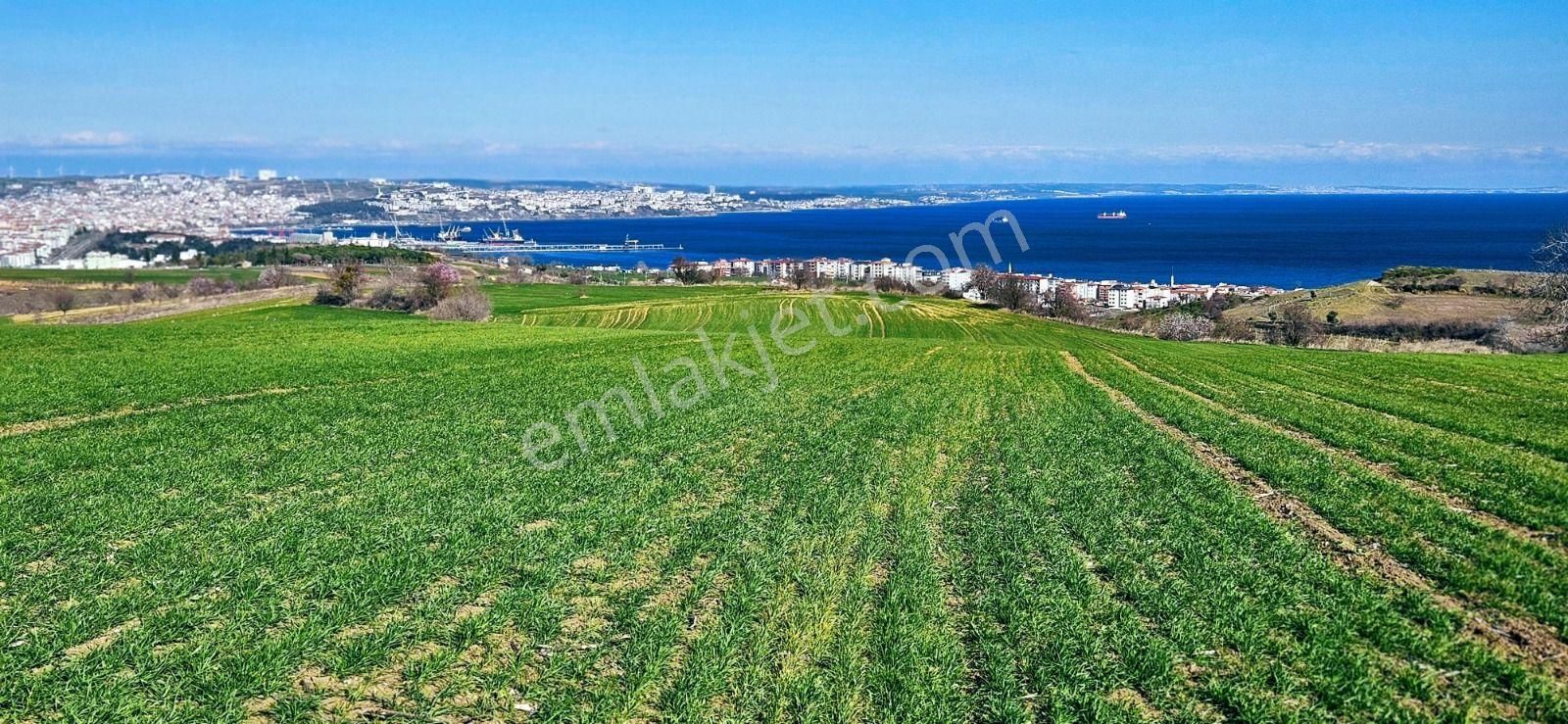 Tekirdağ Barbarosta Full Deniz Manzaralı 75 Adet Villa Projesine Uygun Fırsat Arazi - Görsel 11
