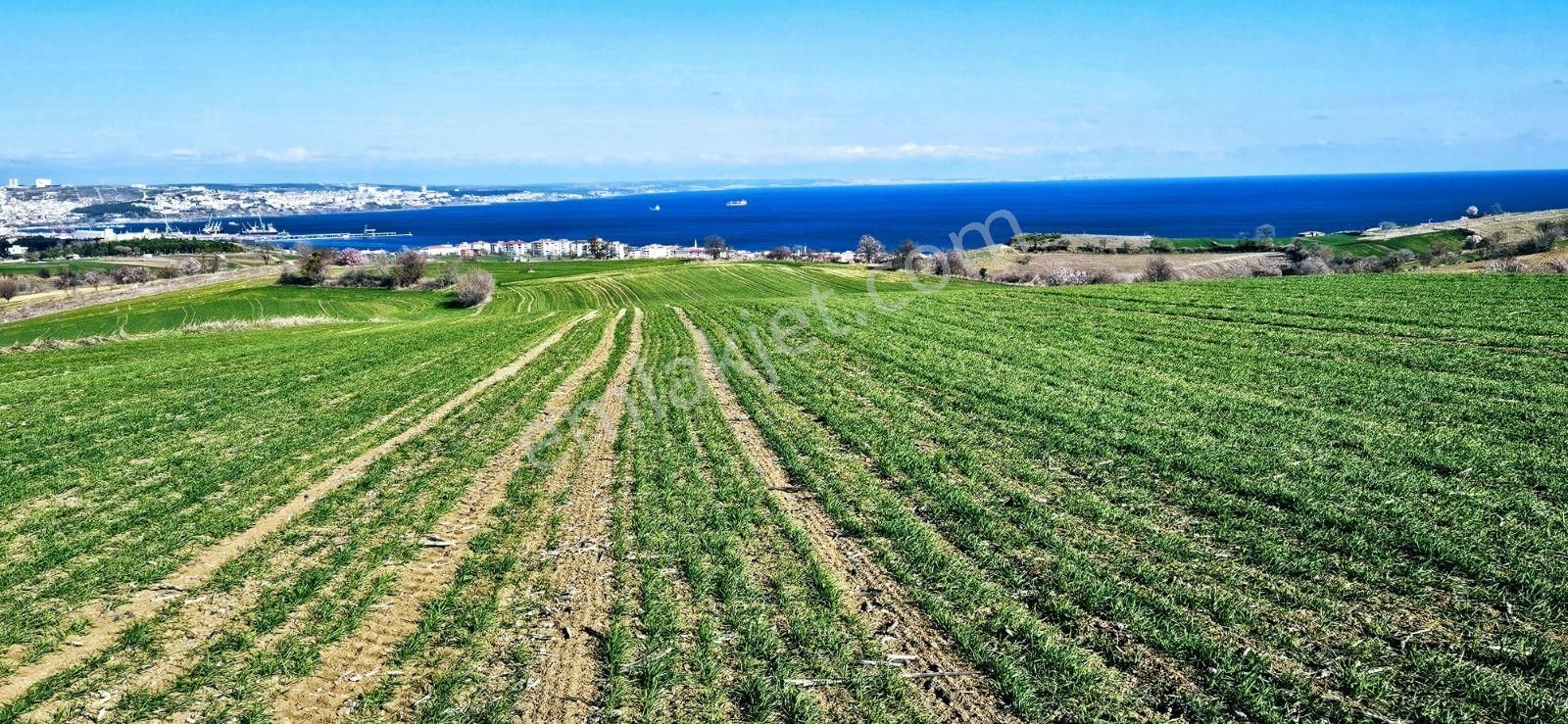 Tekirdağ Barbarosta Full Deniz Manzaralı 75 Adet Villa Projesine Uygun Fırsat Arazi - Görsel 16