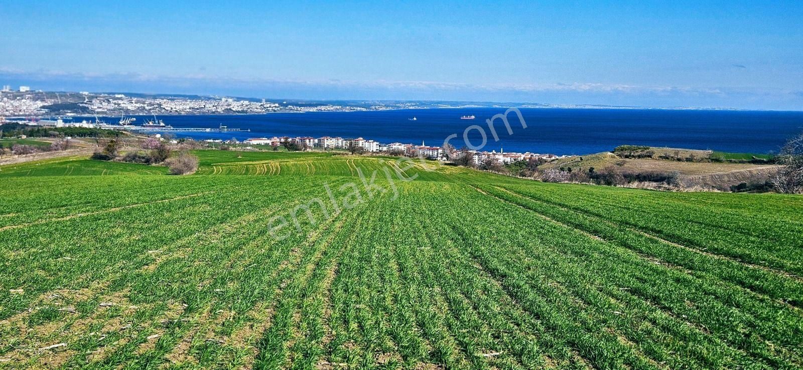 Tekirdağ Barbarosta Full Deniz Manzaralı 75 Adet Villa Projesine Uygun Fırsat Arazi