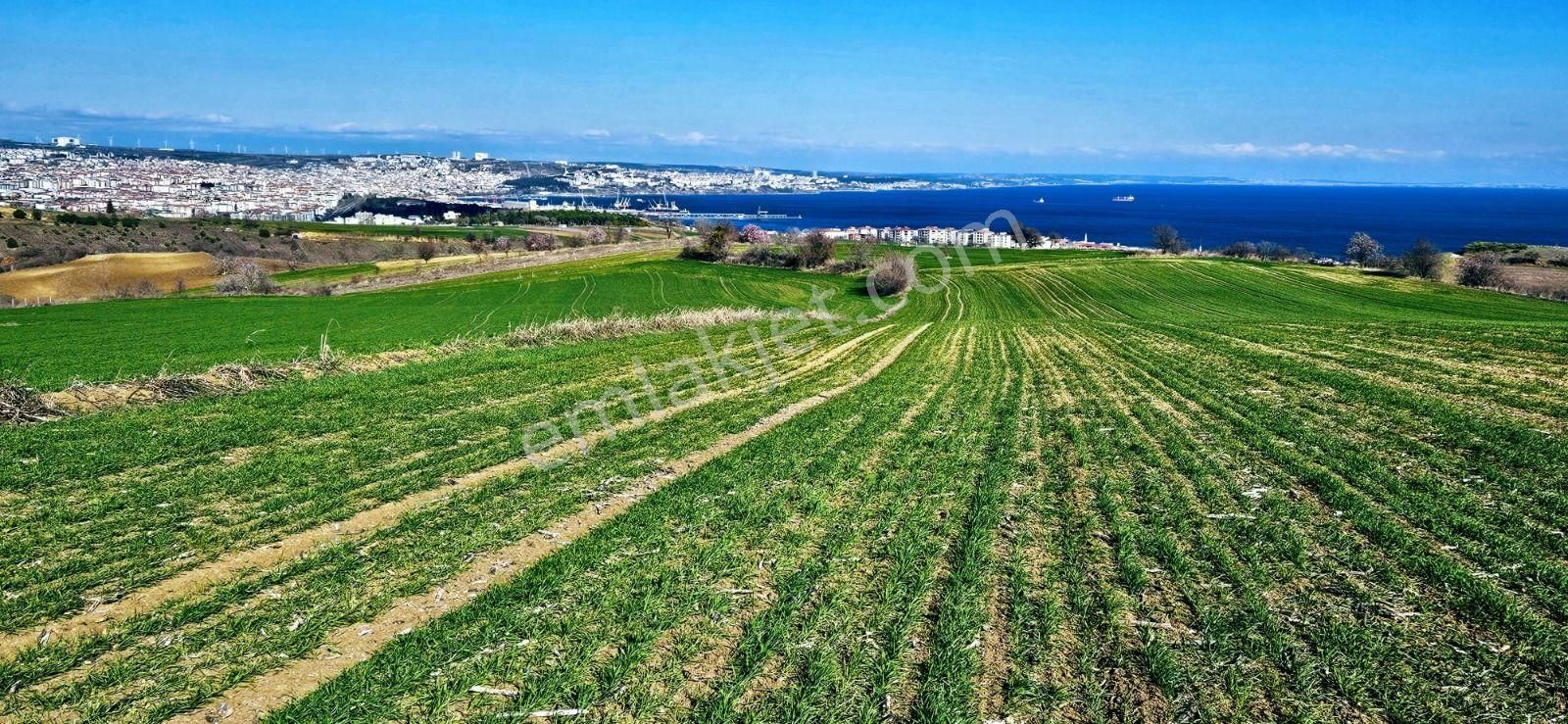Tekirdağ Barbarosta Full Deniz Manzaralı 75 Adet Villa Projesine Uygun Fırsat Arazi - Görsel 12