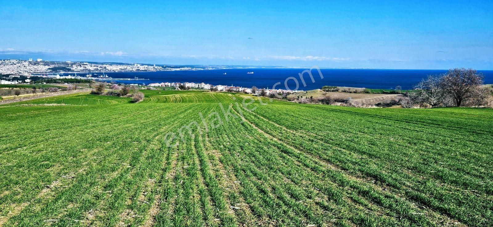 Tekirdağ Barbarosta Full Deniz Manzaralı 75 Adet Villa Projesine Uygun Fırsat Arazi - Görsel 6