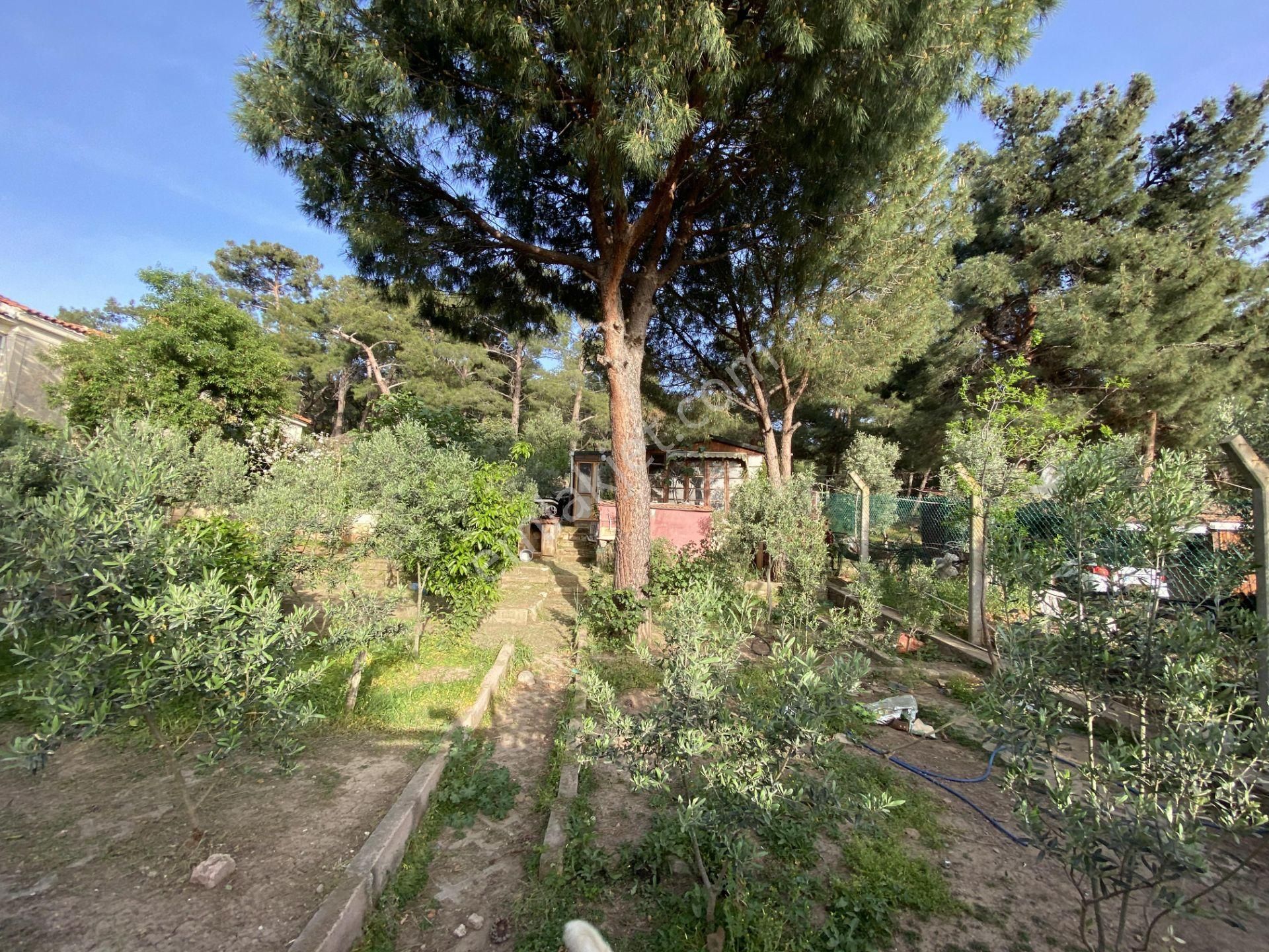 Balıkesir Ayvalık Camlık Ta Satılık Mustakil Ev.denize 90 Metre - Görsel 8