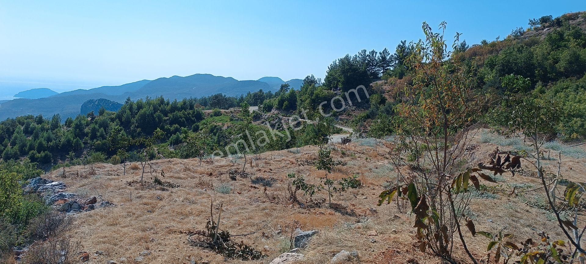 Alanya Bademağacı Köyünde Deniz Manzaralı Tarla - Görsel 12