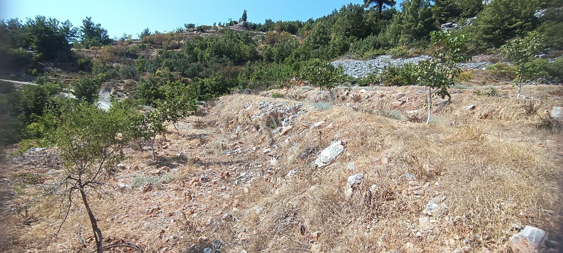Alanya Bademağacı Köyünde Deniz Manzaralı Tarla - Görsel 3