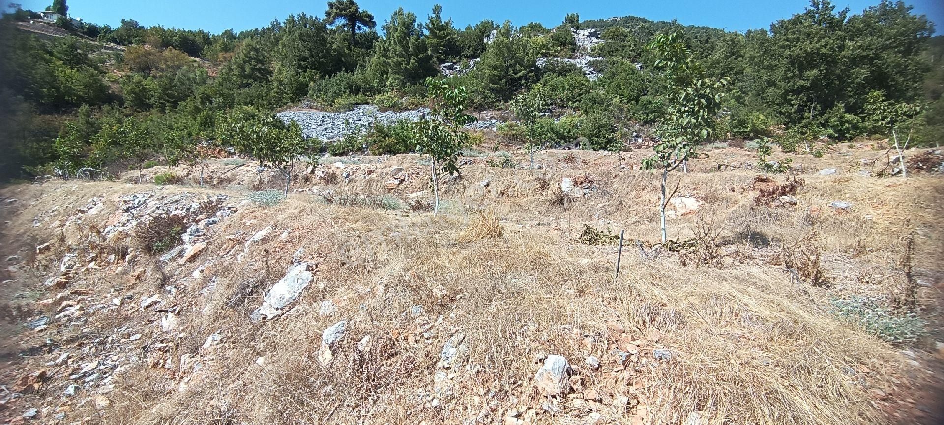 Alanya Bademağacı Köyünde Deniz Manzaralı Tarla - Görsel 23