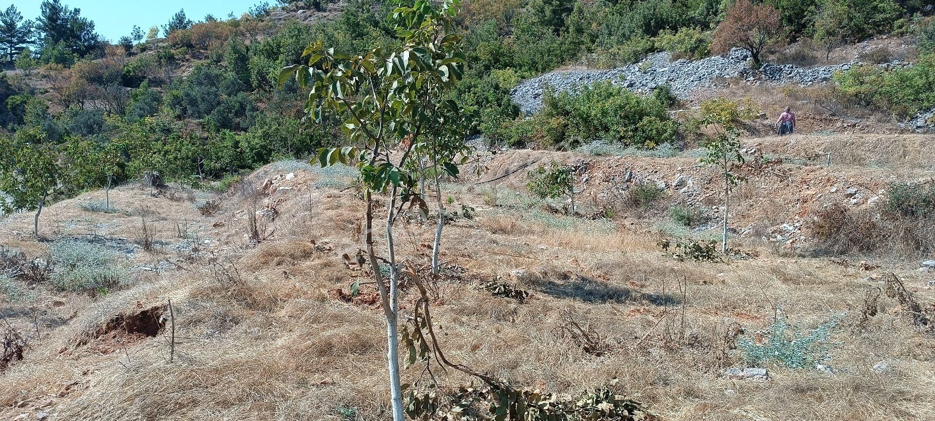 Alanya Bademağacı Köyünde Deniz Manzaralı Tarla - Görsel 9