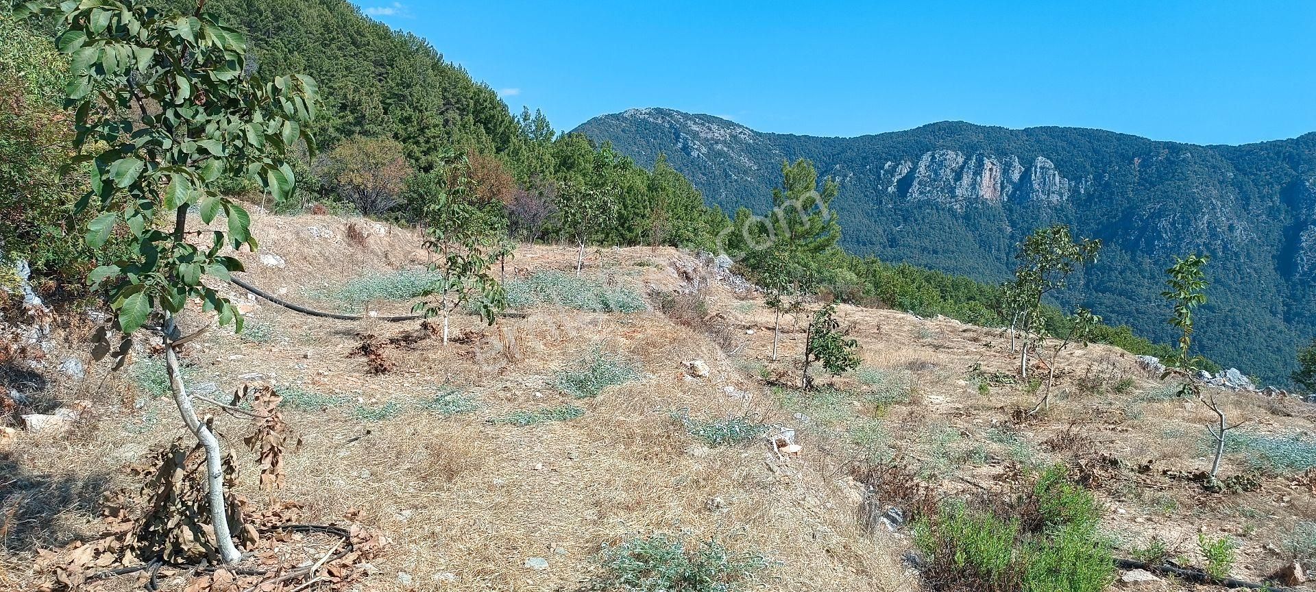 Alanya Bademağacı Köyünde Deniz Manzaralı Tarla - Görsel 2