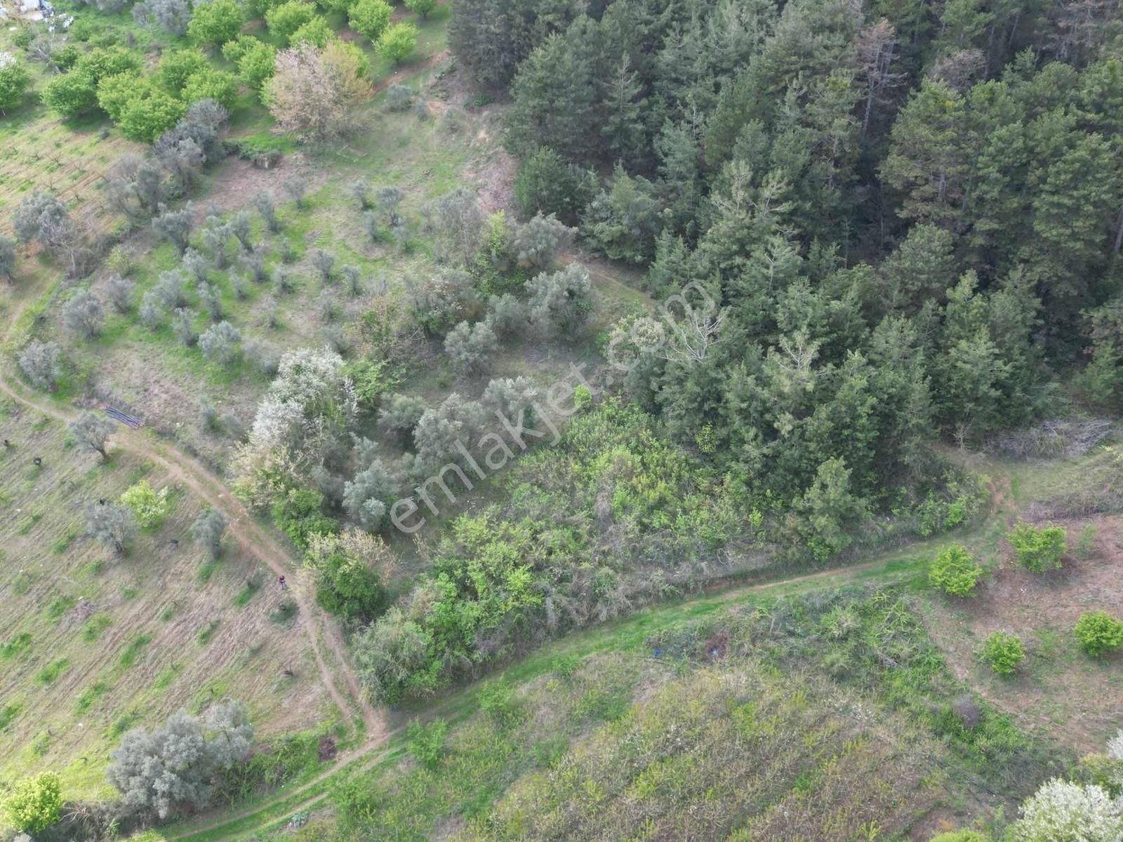 Kestel Aksu Köyünde Tek Tapulu, Zeytin Ağaçlı 1016 M² Tarla - Görsel 4