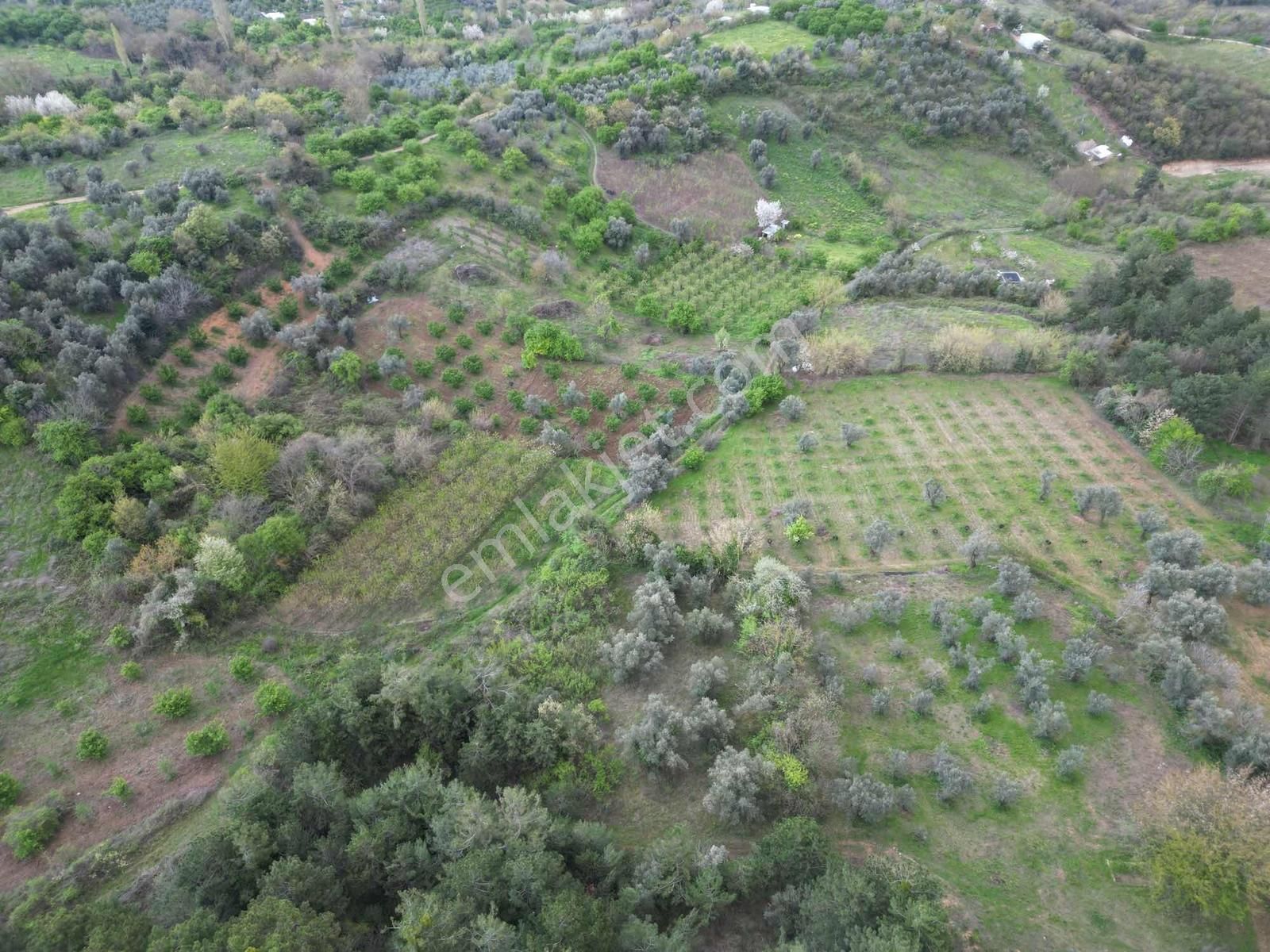 Kestel Aksu Köyünde Tek Tapulu, Zeytin Ağaçlı 1016 M² Tarla - Görsel 8