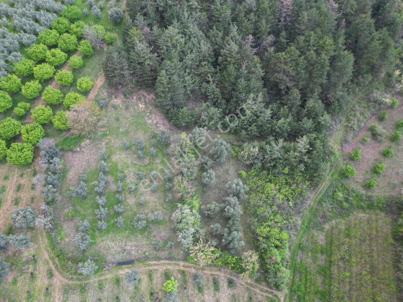 Kestel Aksu Köyünde Tek Tapulu, Zeytin Ağaçlı 1016 M² Tarla - Görsel 3
