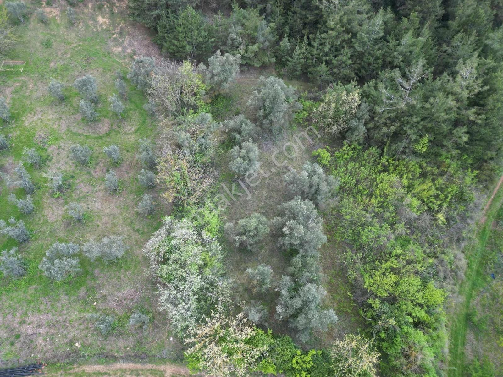 Kestel Aksu Köyünde Tek Tapulu, Zeytin Ağaçlı 1016 M² Tarla - Görsel 6