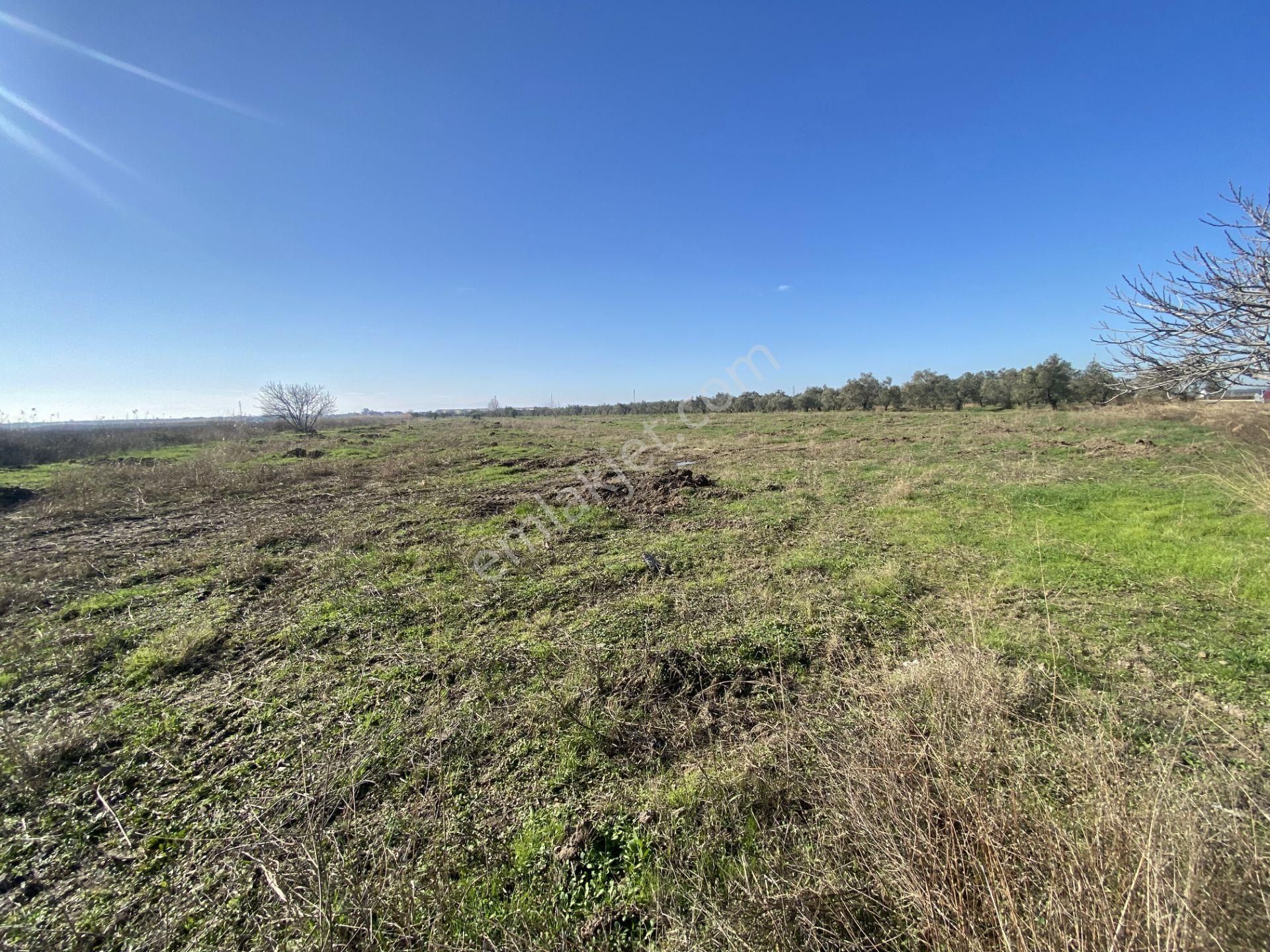 Balıkesir Ayvalık Altınova Da Satılık 20 Dönüm Tarla - Görsel 13