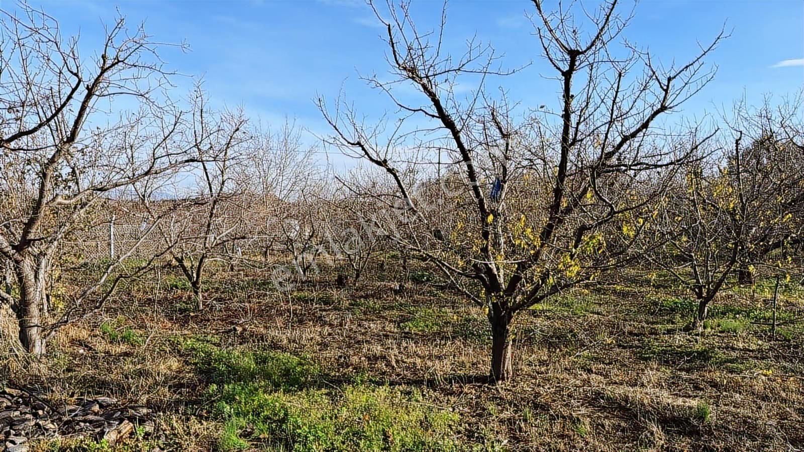 Kemalpaşada Kaçmaz Bahçe Fırsatı! - Görsel 12