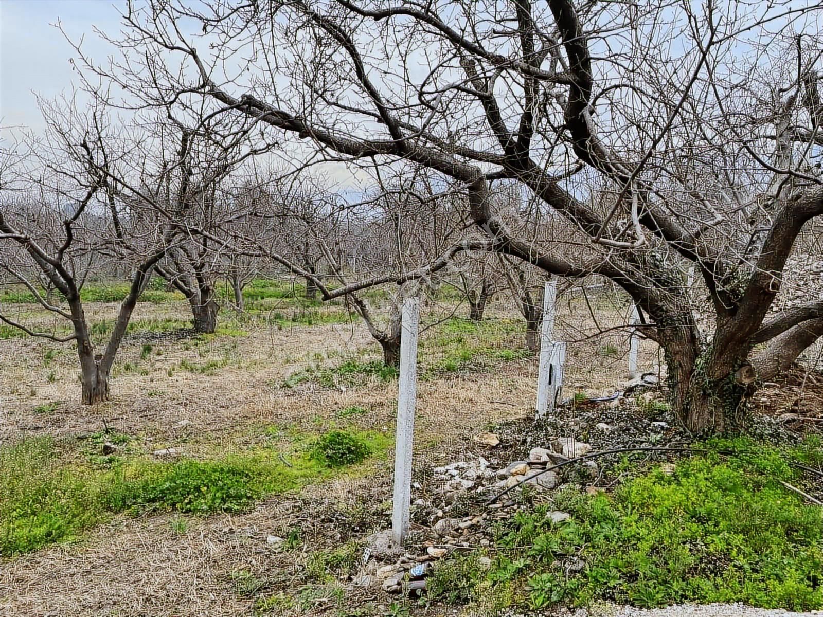 Kemalpaşada Kaçmaz Bahçe Fırsatı! - Görsel 4
