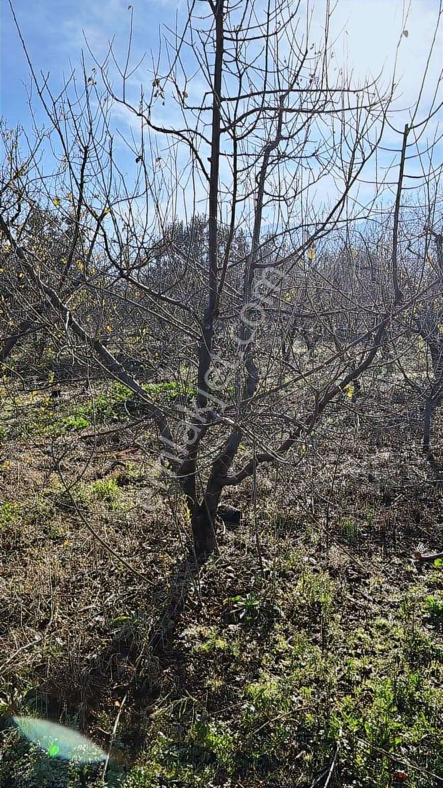 Kemalpaşada Kaçmaz Bahçe Fırsatı! - Görsel 6
