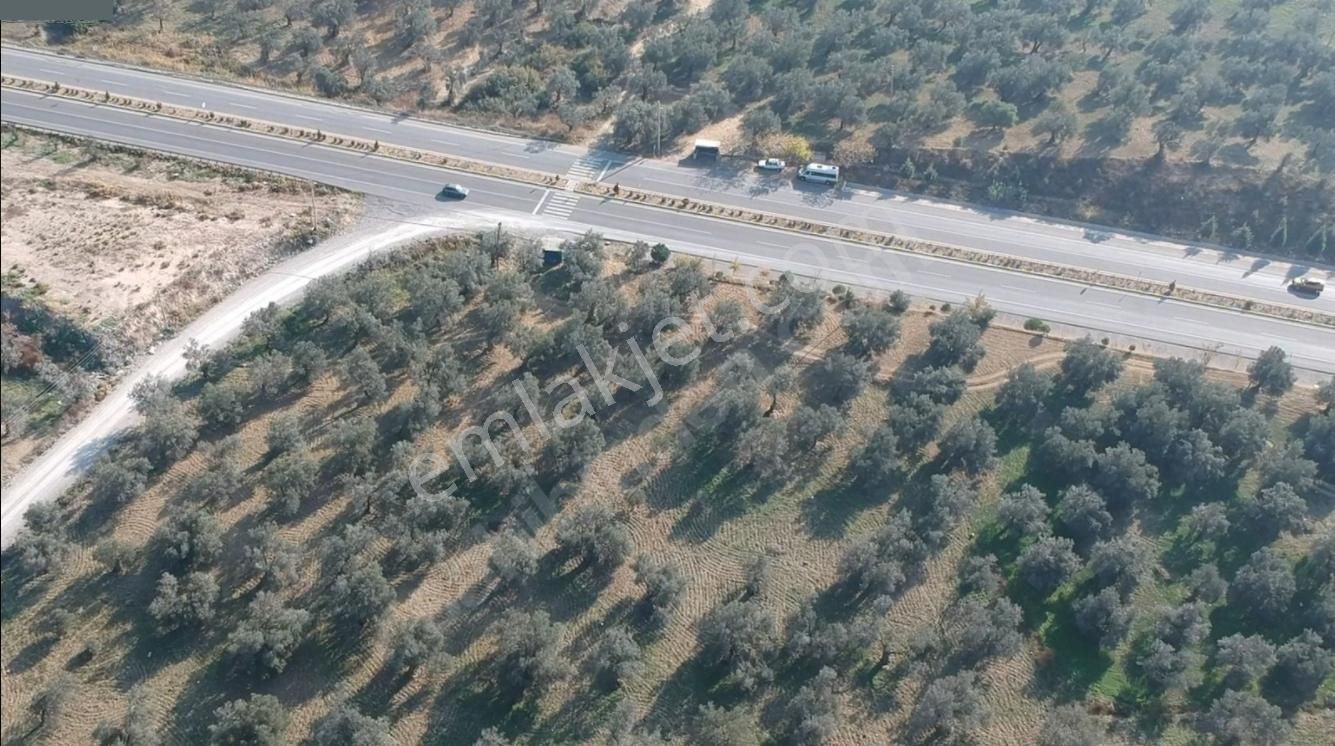 Gömec Keremköy Girişinde Satılık 40,000 Metre Kare Zeytinlik - Görsel 5