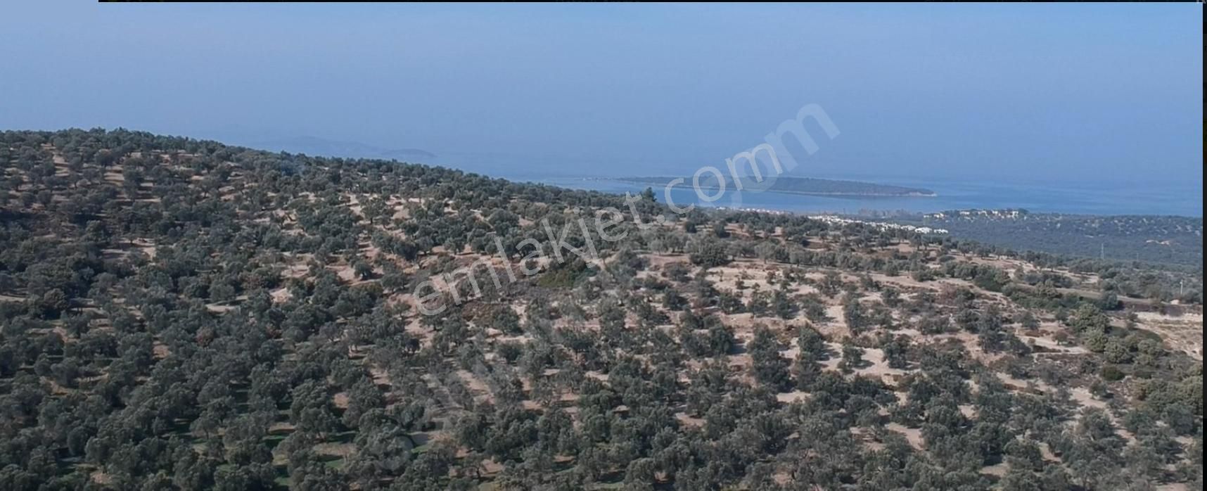Gömec Keremköy Girişinde Satılık 40,000 Metre Kare Zeytinlik - Görsel 10