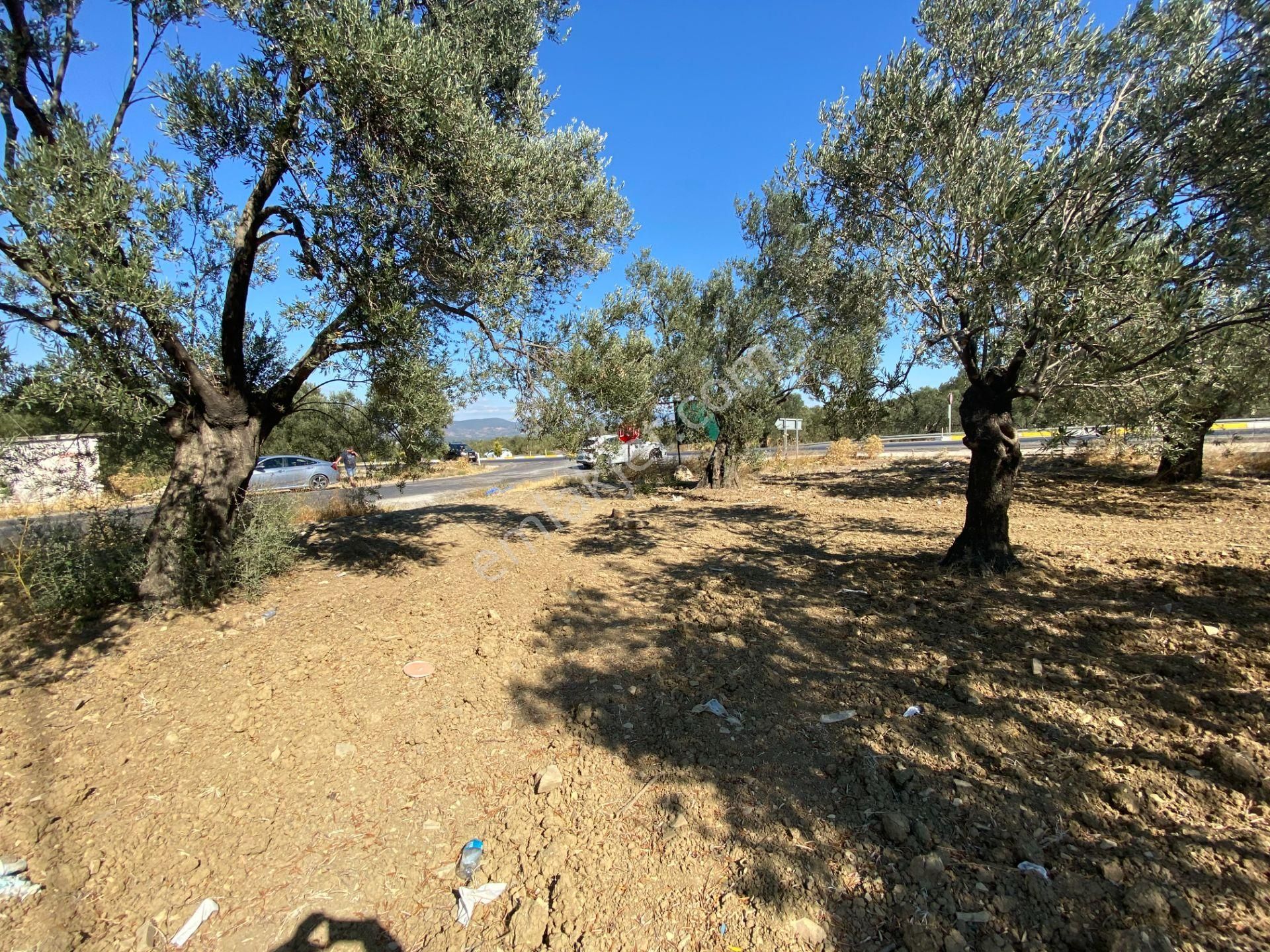 Gömec Keremköy Girişinde Satılık 40,000 Metre Kare Zeytinlik - Görsel 14