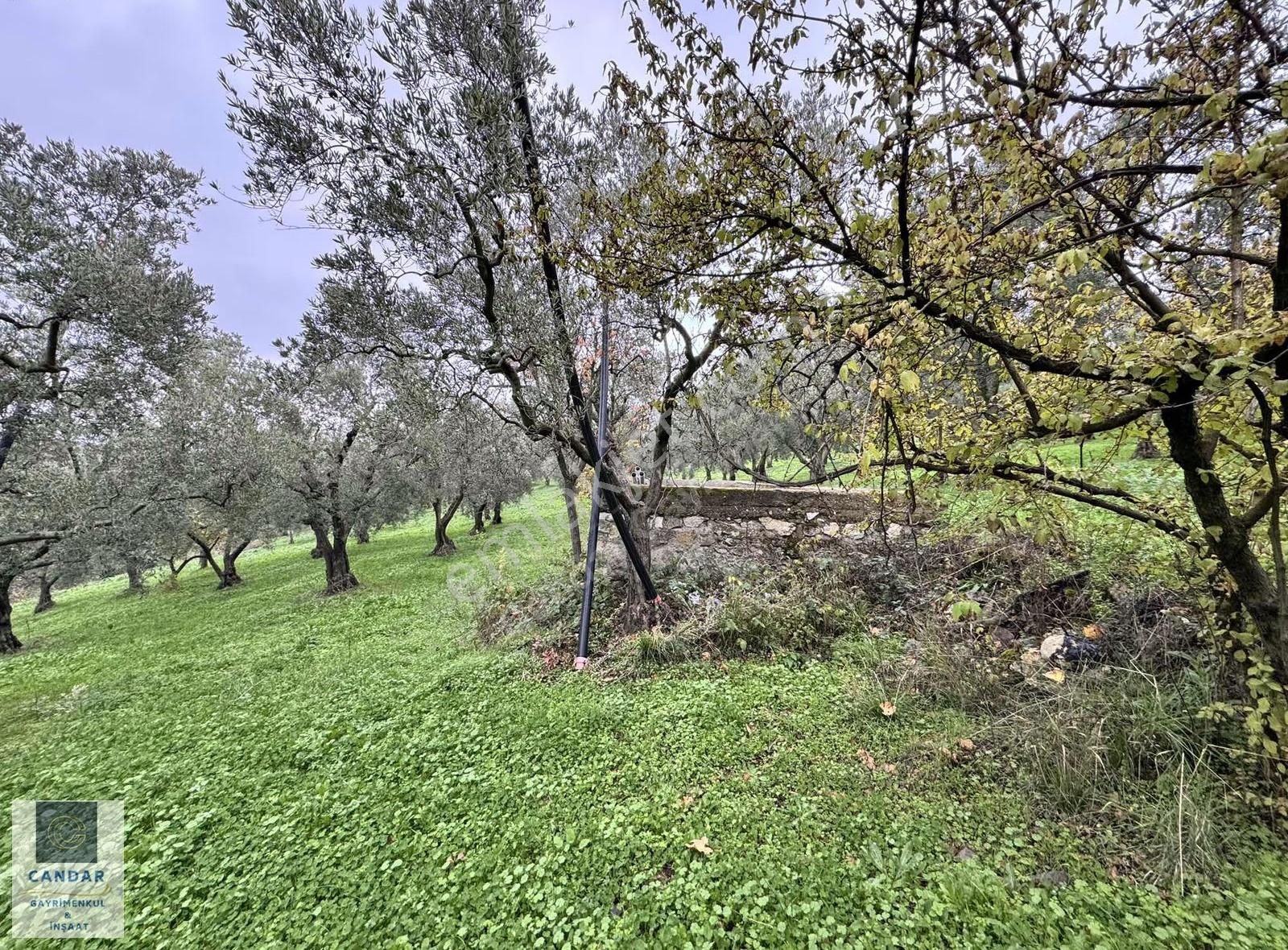 İznik Derbent Mahallesinde Bakımlı Zeytinlik! - Görsel 22