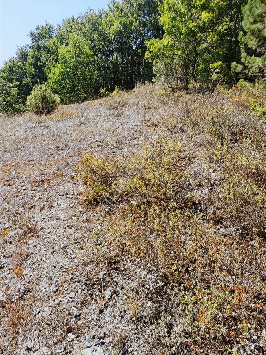 Bursa Gemlik Fındıcak Satılık 1928 M2 Tarla. Emniyet Emlak Ofisi - Görsel 9