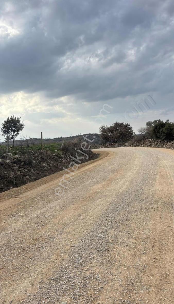 Kemer Narlı Mahallesi 5.540 M2 Satılık Zeytinlik - Görsel 14
