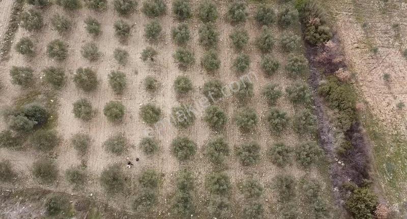 Kemer Narlı Mahallesi 5.540 M2 Satılık Zeytinlik - Görsel 5