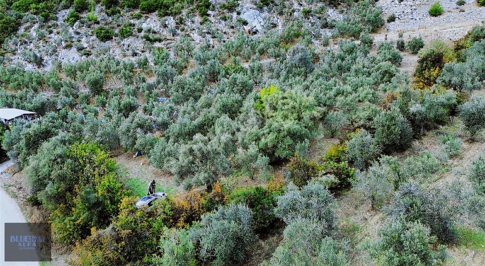 Narlıdere'de Asfalta Cepheli Satılık Zeytinlik - Görsel 31