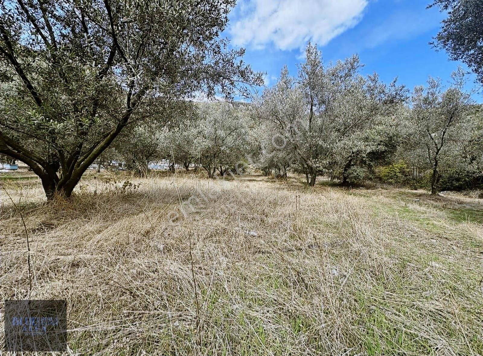 Narlıdere'de Asfalta Cepheli Satılık Zeytinlik - Görsel 26