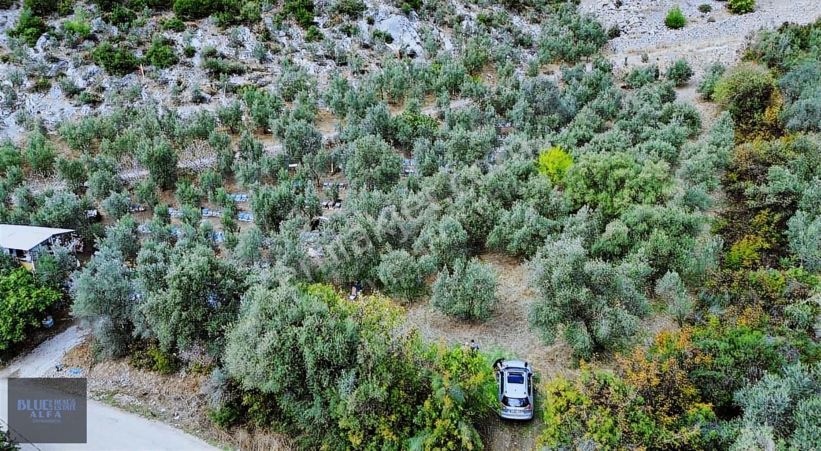 Narlıdere'de Asfalta Cepheli Satılık Zeytinlik - Görsel 21