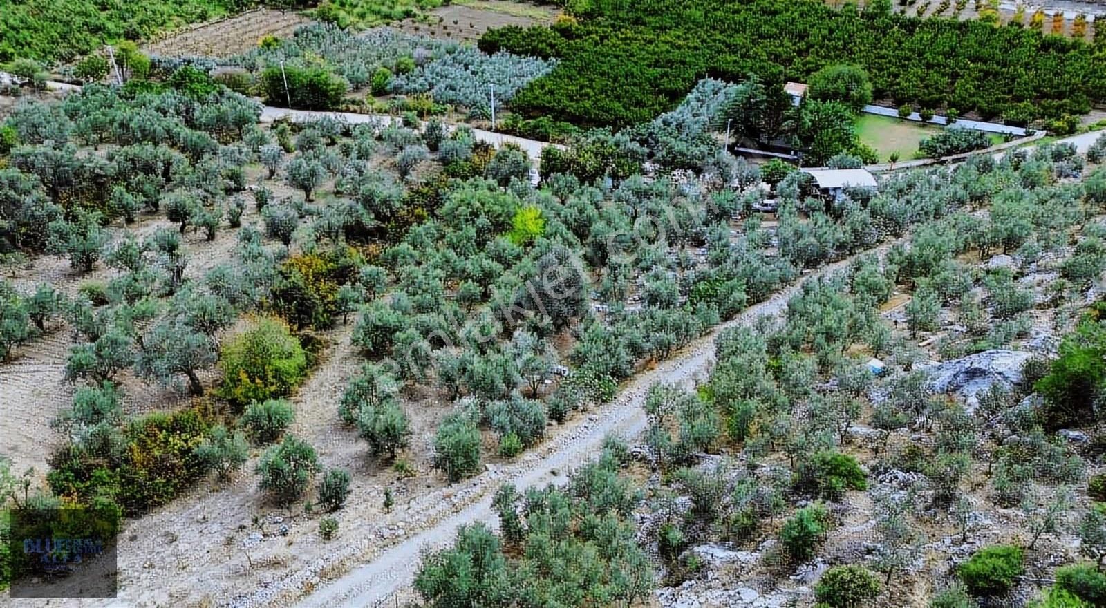 Narlıdere'de Asfalta Cepheli Satılık Zeytinlik - Görsel 23