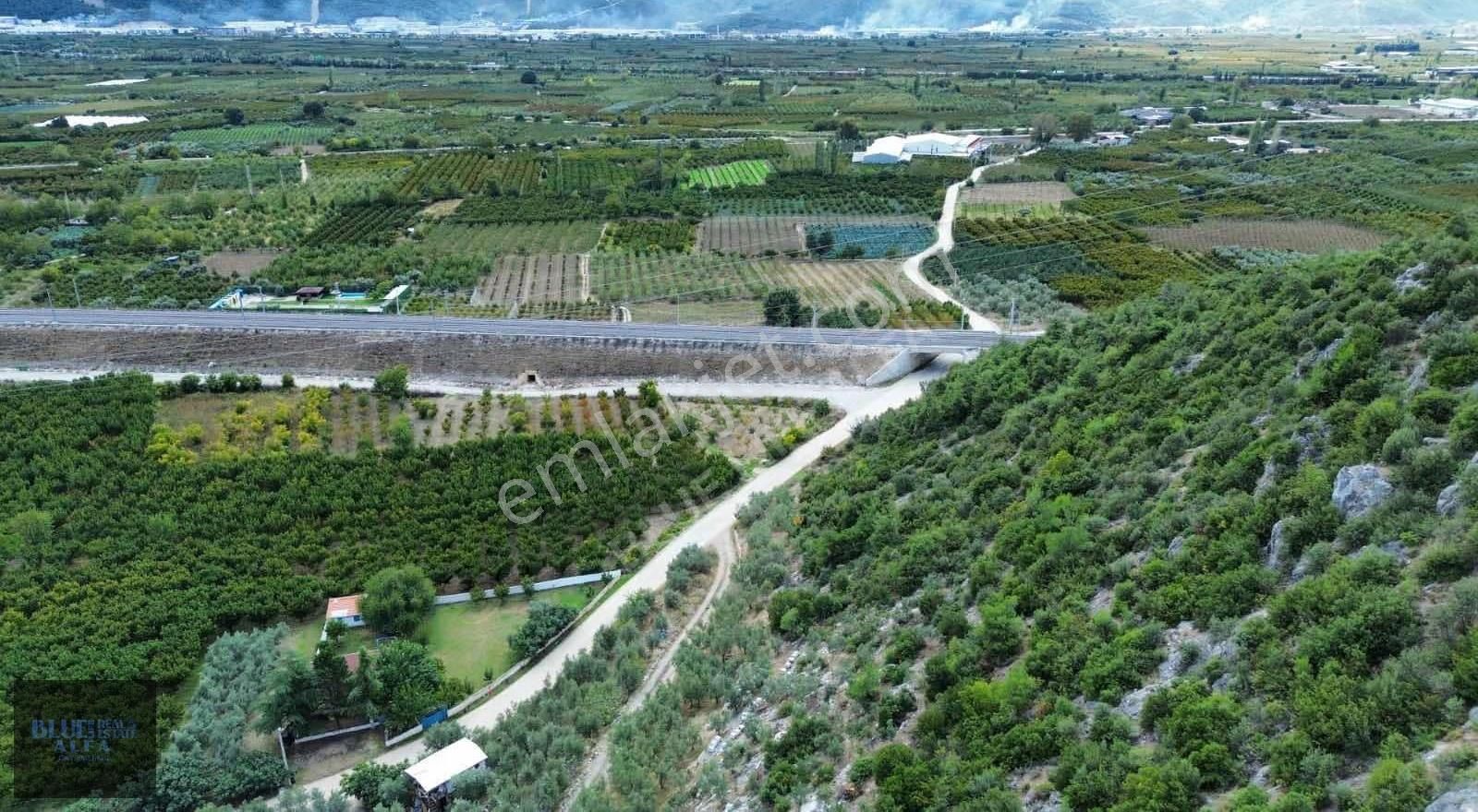 Narlıdere'de Asfalta Cepheli Satılık Zeytinlik - Görsel 5