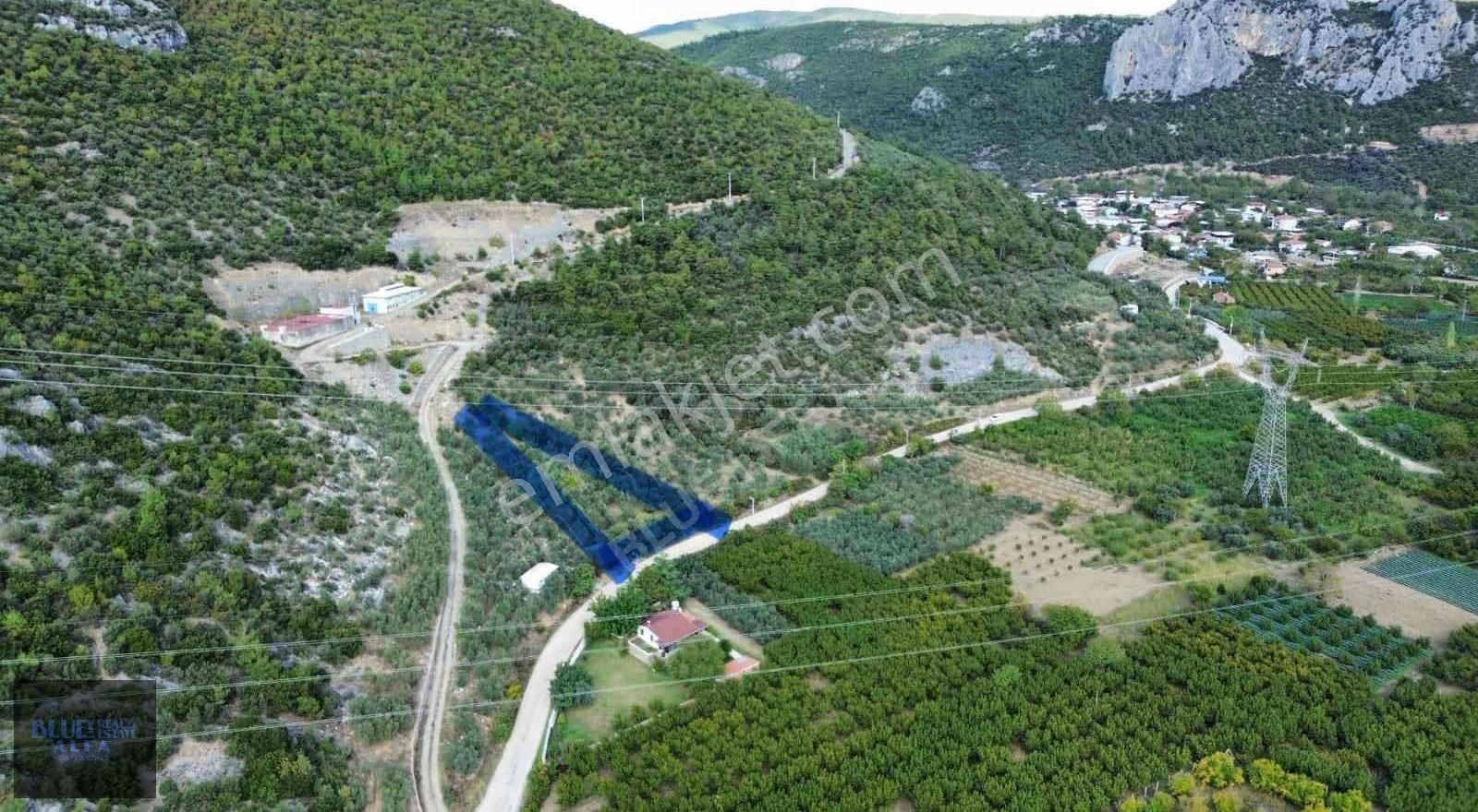 Narlıdere'de Asfalta Cepheli Satılık Zeytinlik - Görsel 2