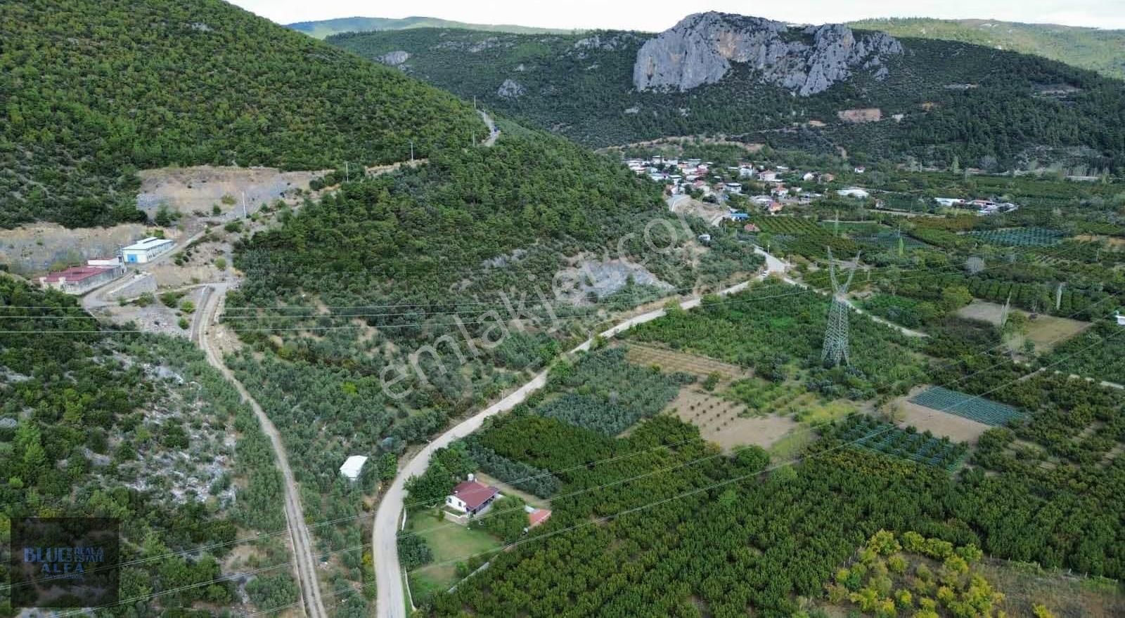 Narlıdere'de Asfalta Cepheli Satılık Zeytinlik - Görsel 3