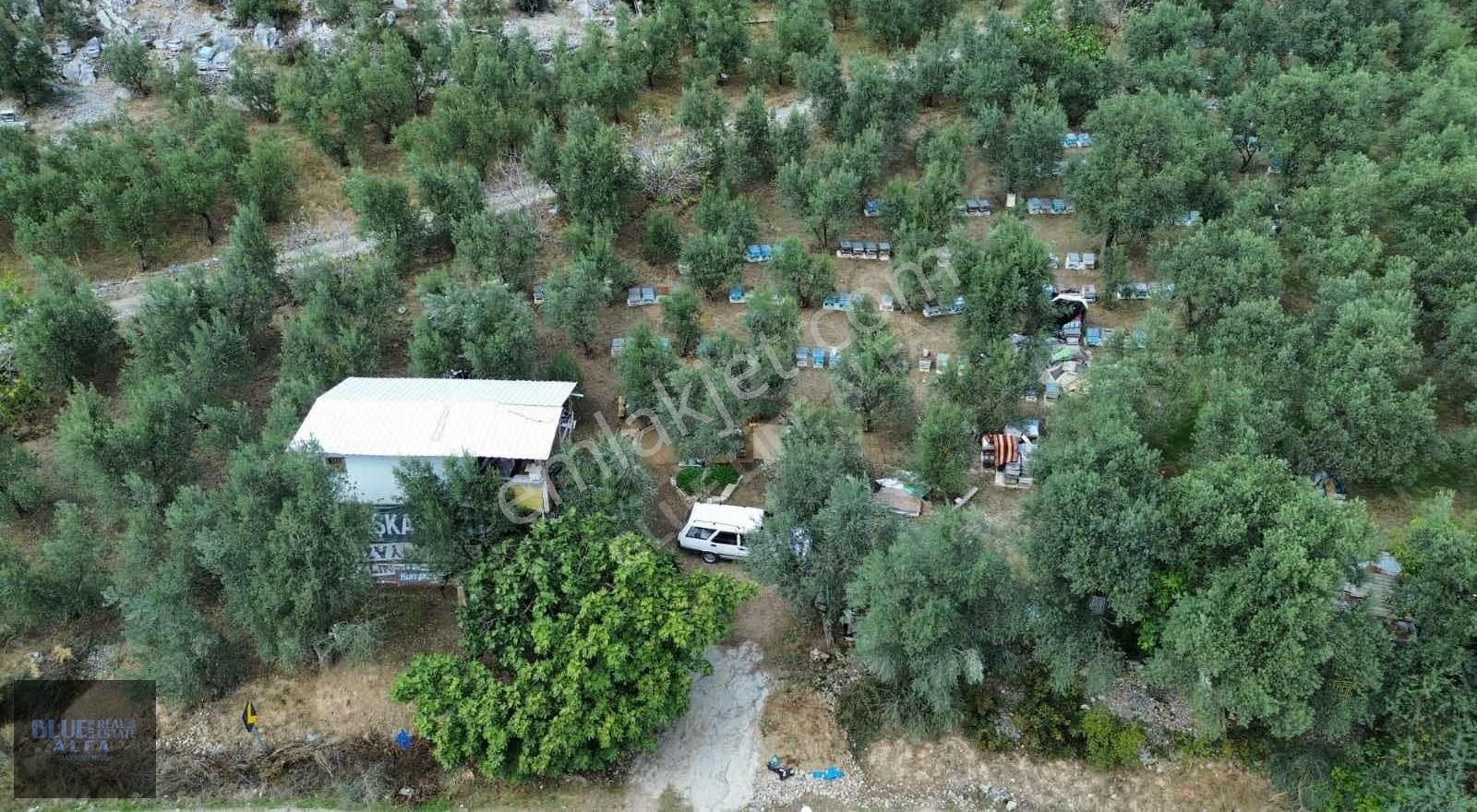 Narlıdere'de Asfalta Cepheli Satılık Zeytinlik - Görsel 10