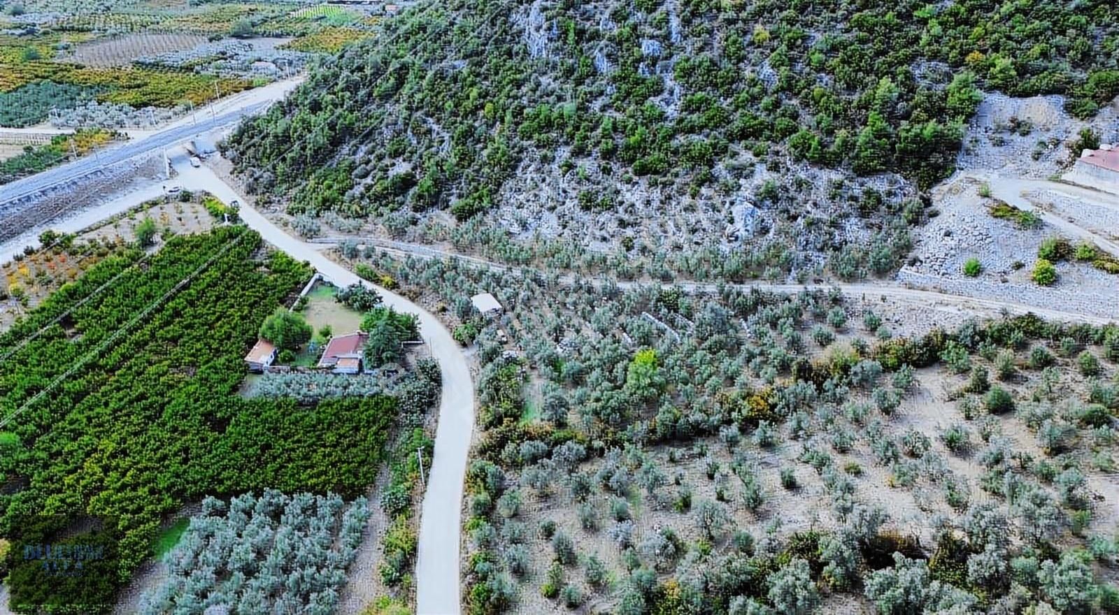 Narlıdere'de Asfalta Cepheli Satılık Zeytinlik - Görsel 20