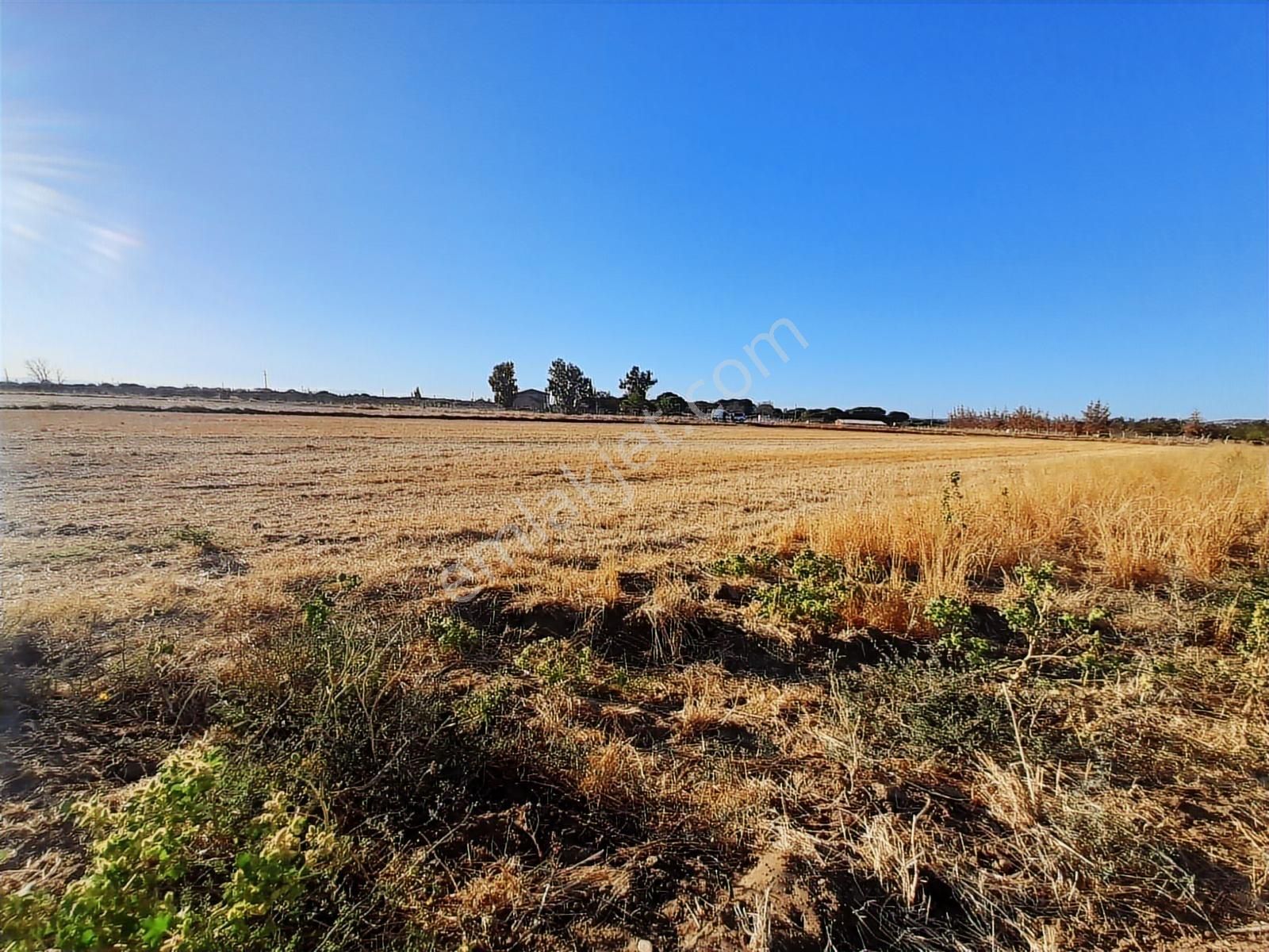 Dikili Bahçeli Mahallesinde 9 Dönüm Satılık Tarla - Görsel 6