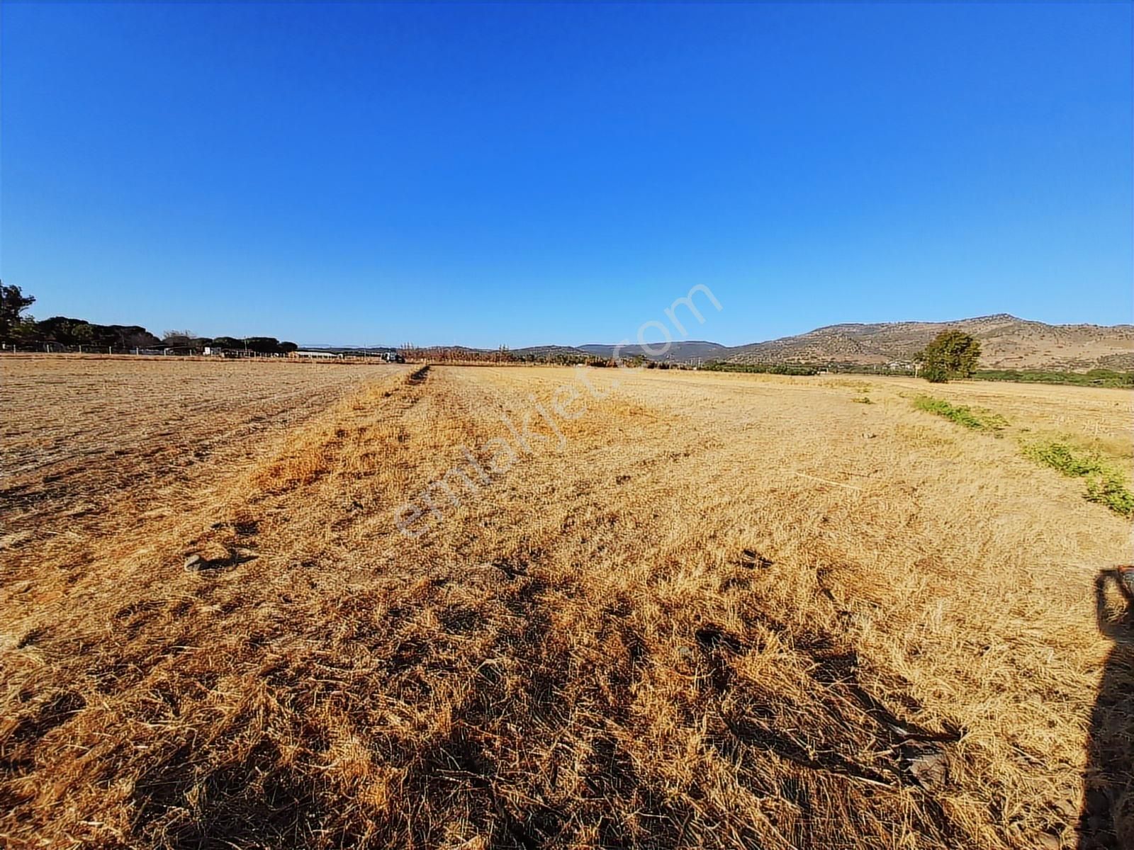 Dikili Bahçeli Mahallesinde 9 Dönüm Satılık Tarla - Görsel 11