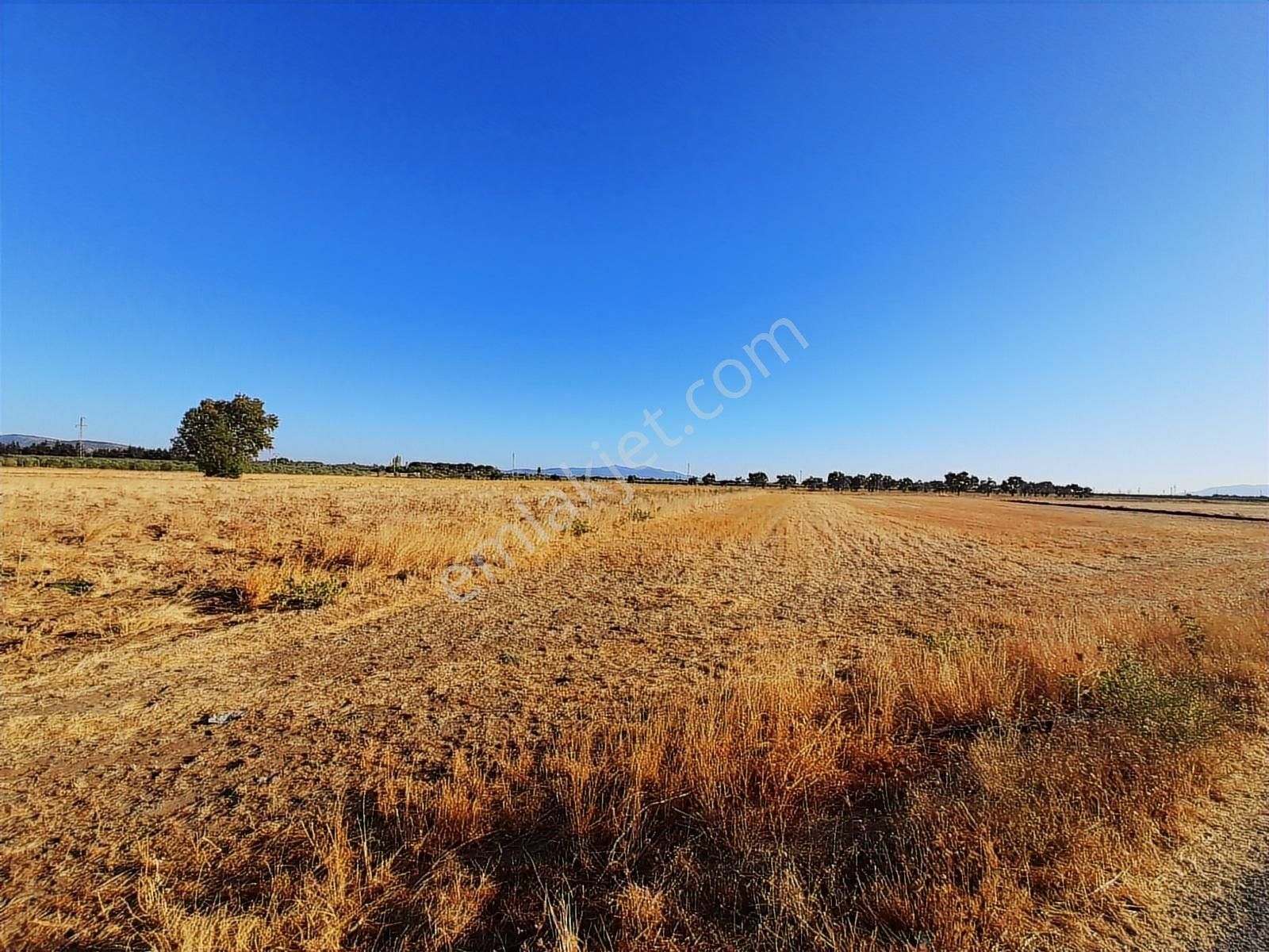 Dikili Bahçeli Mahallesinde 9 Dönüm Satılık Tarla - Görsel 3