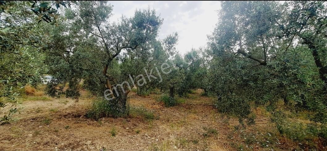 Talatbey Zeytinlik 5183 M2 Satılık Aysun Yavuz'dan