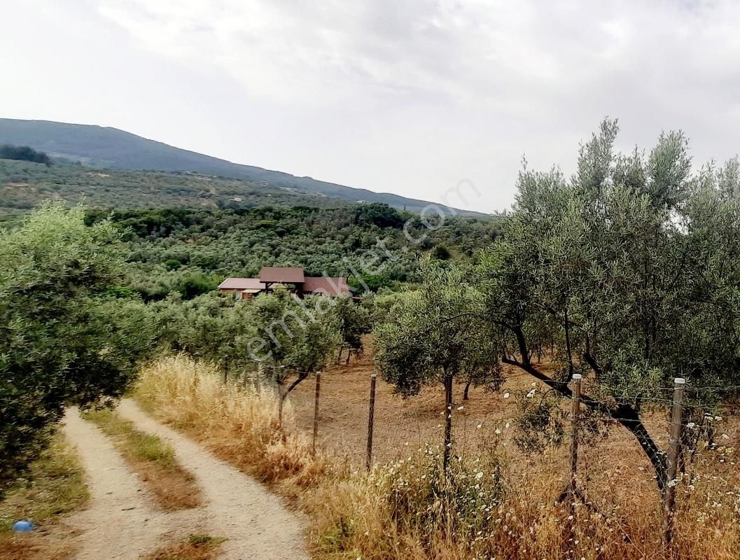 Talatbey Zeytinlik 5183 M2 Satılık Aysun Yavuz'dan - Görsel 4