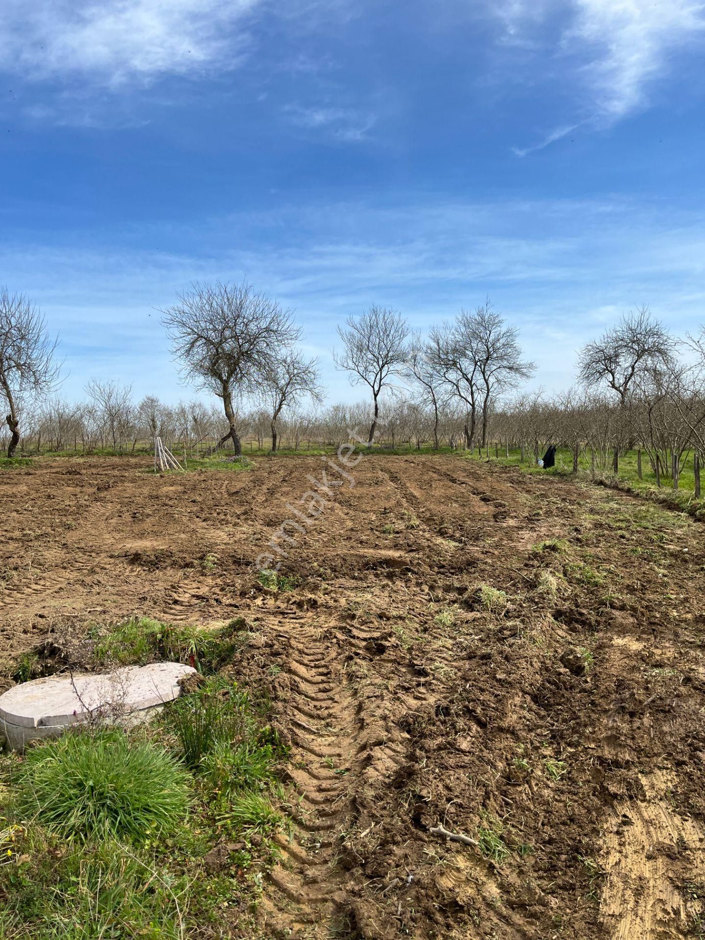 Kandıra Pınardüzü'nde 500 M² 2b Arsa Bitişik Parsel - Görsel 5