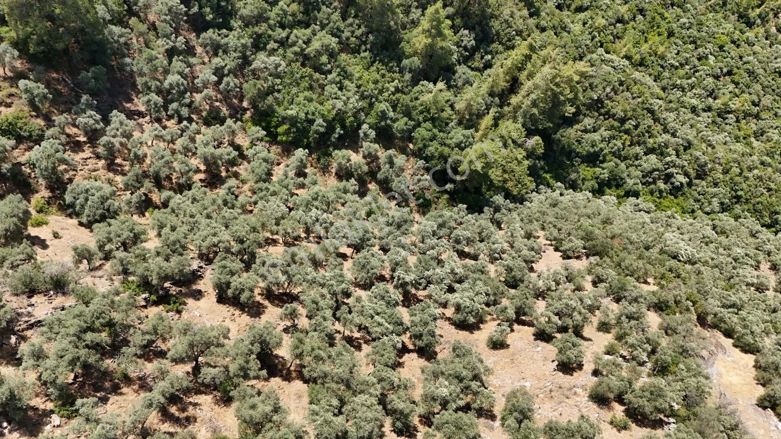 Hemen Hasada Hazır, Masrafsız Ve Yolu Açık 6.611 M2 Zeytinlik - Görsel 7